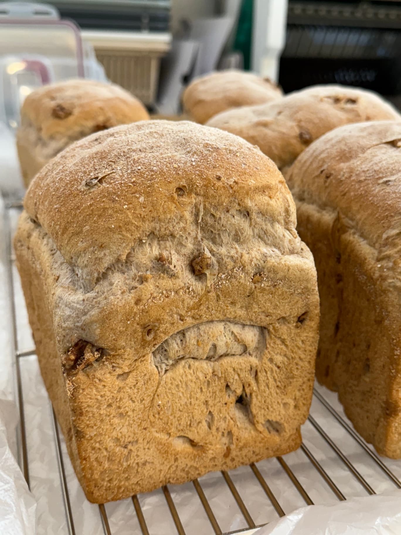 호밀&통밀 호두 가득 식빵